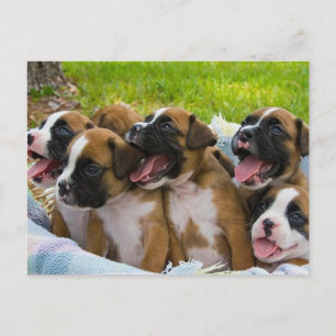 Carte Postale Meilleurs amis