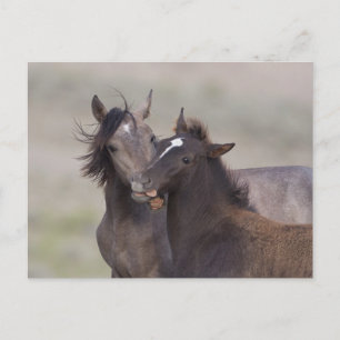 Carte Postale Meilleurs amis