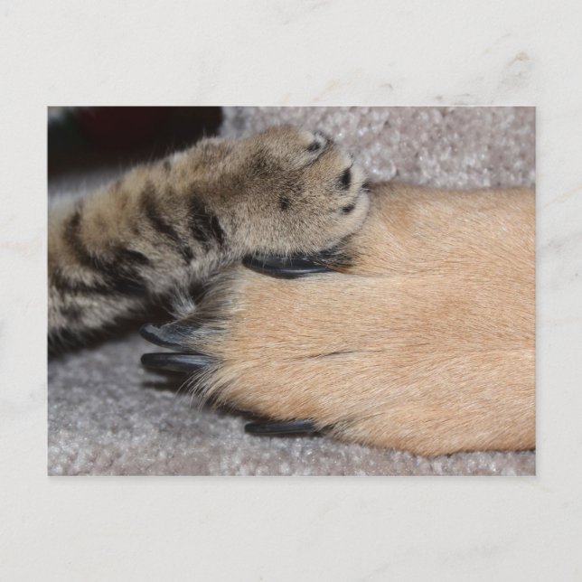 Carte Postale Meilleurs amis pour toujours par Shirley Taylor (Devant)