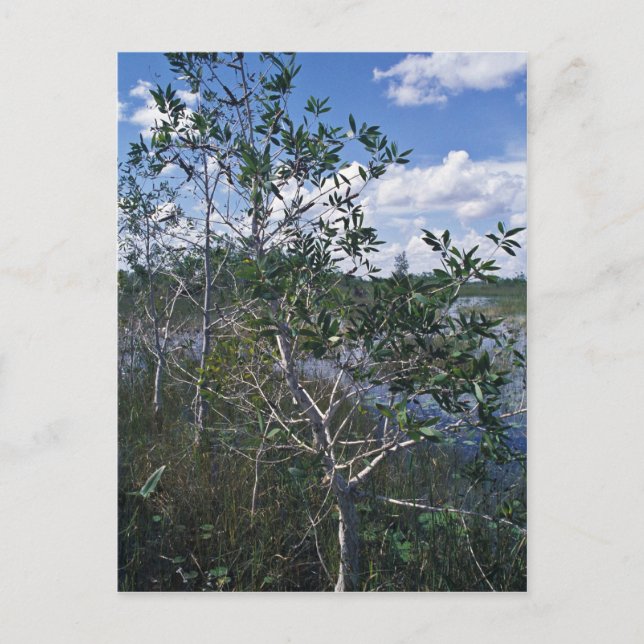 Carte Postale Melaleuca dans la zone marécageuse (Devant)