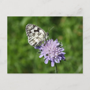 Carte Postale Melanargia galathea