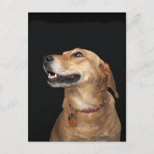 Carte Postale Mélange Golden Lab beagle en regard sur le côté