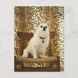 Carte Postale Mélange Poméranie