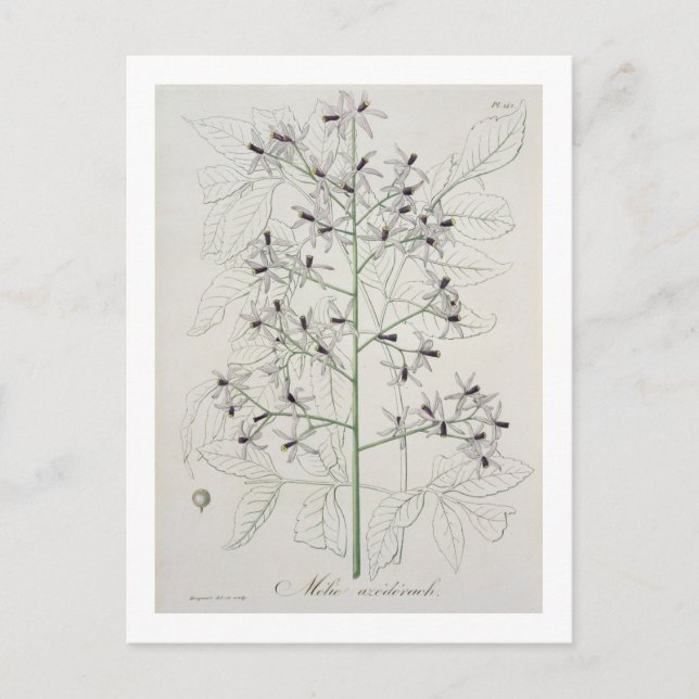 Carte Postale Melia Azedarach from 'phytographie medicale' by Jo (Devant)