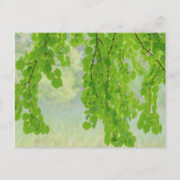 Membres d'arbre Katsura au printemps | Seabeck, WA