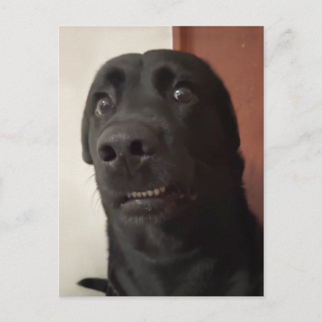 Carte postale Mème de chien effrayé (Devant)