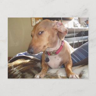 Carte postale Mème de chien oeil côté oeil