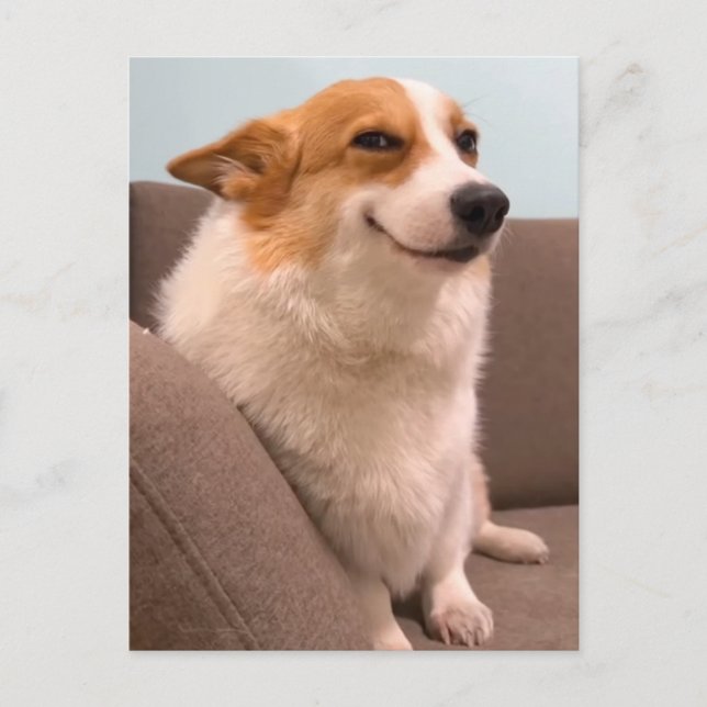 Carte postale Mème de Corgi souriant (Devant)