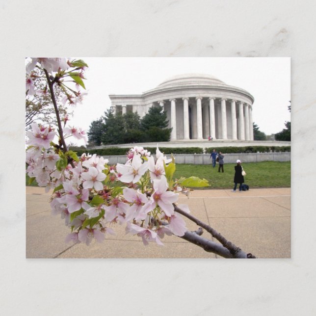 Carte Postale Mémorial Thomas Jefferson aux fleurs de cerisiers (Devant)