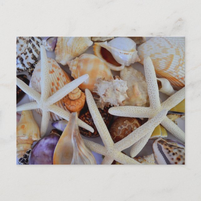 Carte Postale Ménagerie Sea Life (Devant)