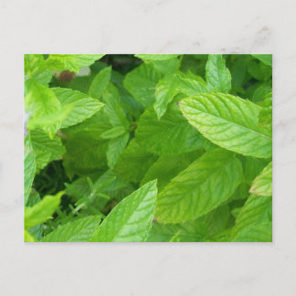 Carte Postale Menthe