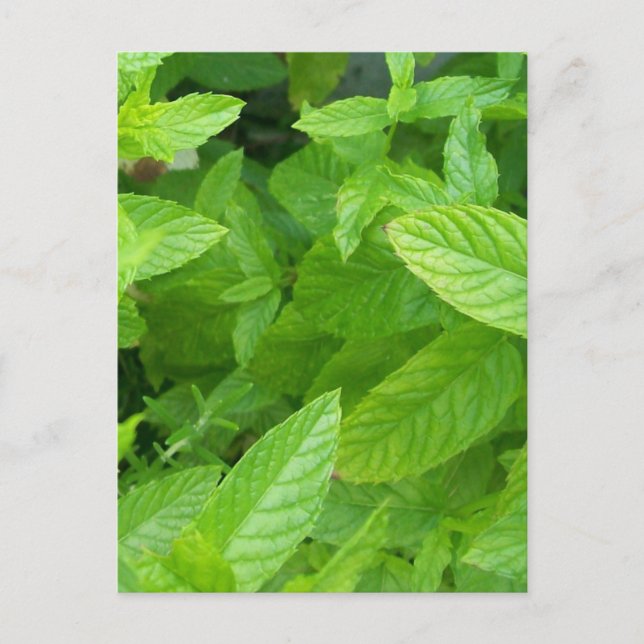 Carte Postale Menthe (Devant)