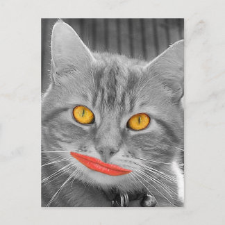 Carte Postale Meow