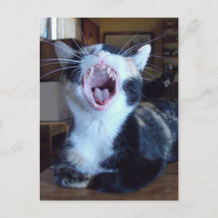 Carte postale Meow Cats 30