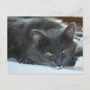 Carte postale Meow Cats 8