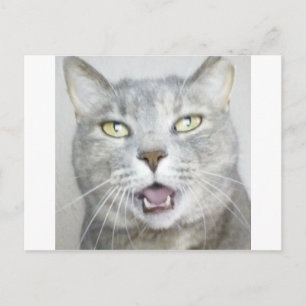 Carte Postale meow ouvert hilare pelucheux de bouche de chat