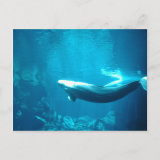 Carte Postale Mer calme