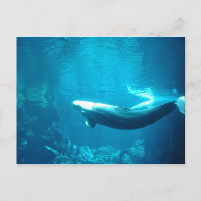 Carte Postale Mer calme (Devant)