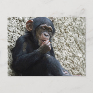 Carte Postale Mer de Chimpané 013