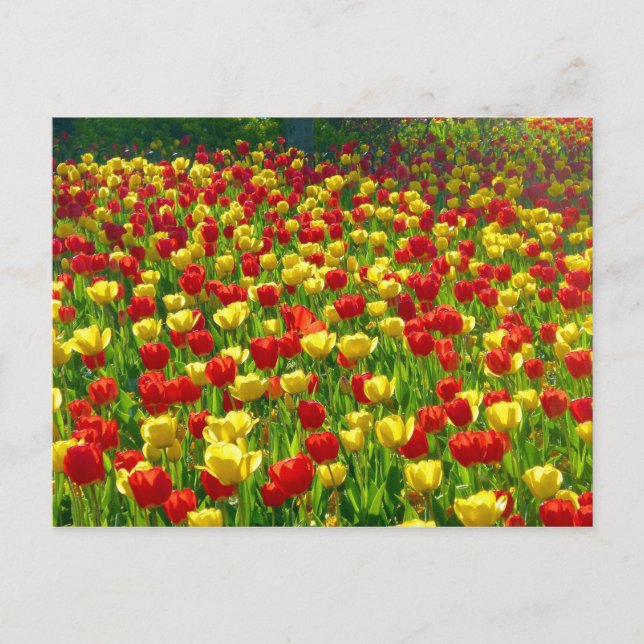 Carte Postale Mer des Tulipes (Devant)