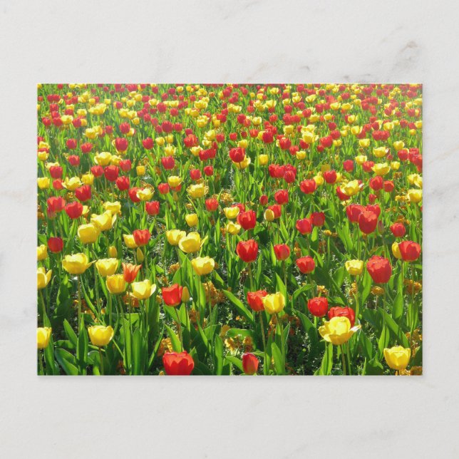 Carte Postale Mer des Tulipes II (Devant)