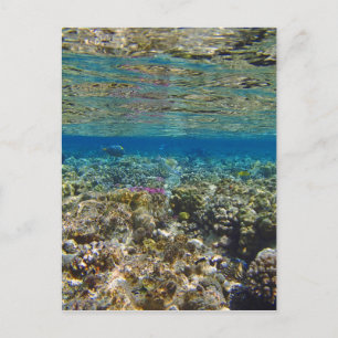 Carte Postale mer rouge extraordinaire