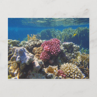Carte Postale mer rouge extraordinaire