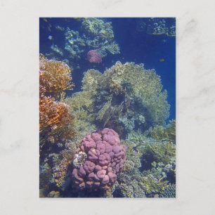 Carte Postale mer rouge extraordinaire