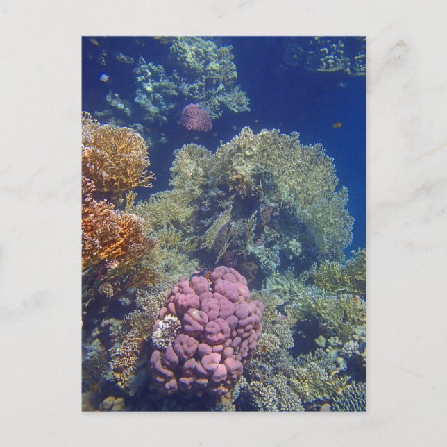 Carte Postale mer rouge extraordinaire (Devant)