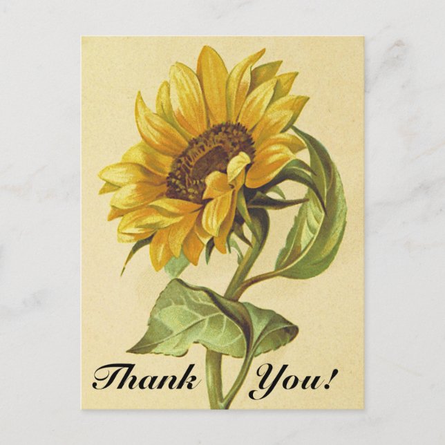 Carte postale "Merci !" à motif de tournesol de st (Devant)