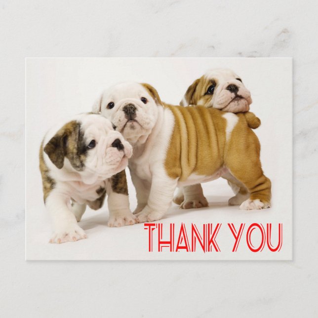 Carte Postale Merci Anglais Chiens de Chien De Chien De Chien De (Devant)