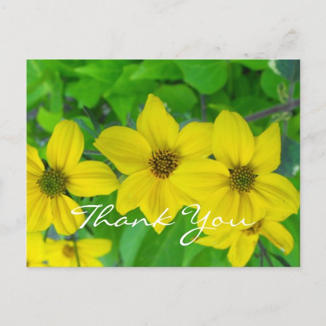 Carte Postale merci bénévolement jolies fleurs jaunes (Devant)