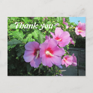 Carte Postale Merci de la photographie rose florale