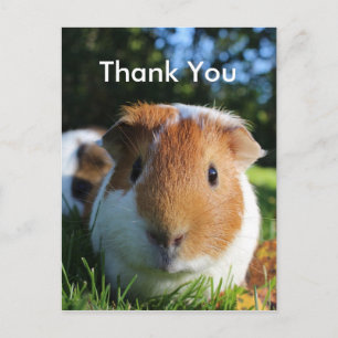 Carte Postale Merci de porc de Guinée mignonne