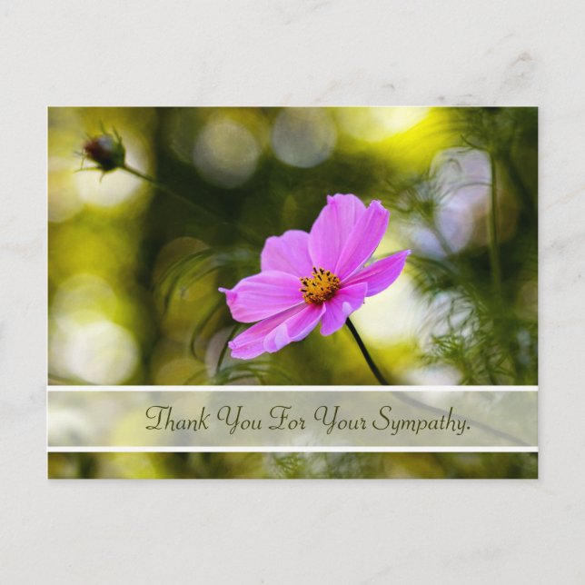 Carte Postale Merci de sympathie Soirée Cosmos rose Fleur sauvag (Devant)