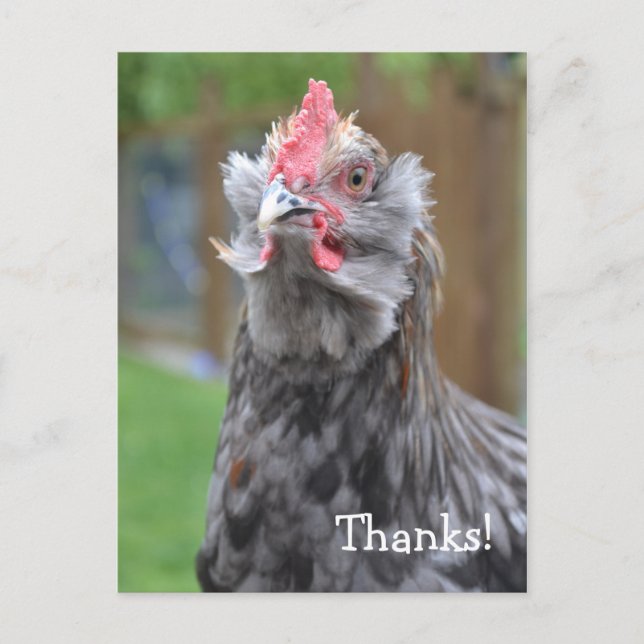 Carte Postale Merci d'un joyeux coq (Devant)