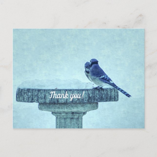 Carte Postale Merci Geai Bleu Hiver Alimentaire Pictural (Devant)