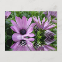merci les fleurs de marguerite violette