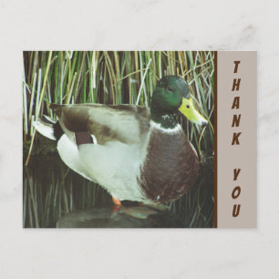 Carte Postale Merci Mallard Canard Photo Nature Appréciation