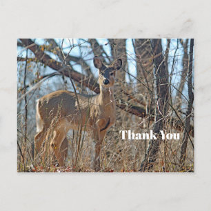 Carte Postale Merci photo de Wildlife Deer Woods