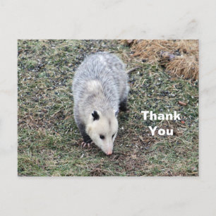 Carte Postale Merci photo Opossum