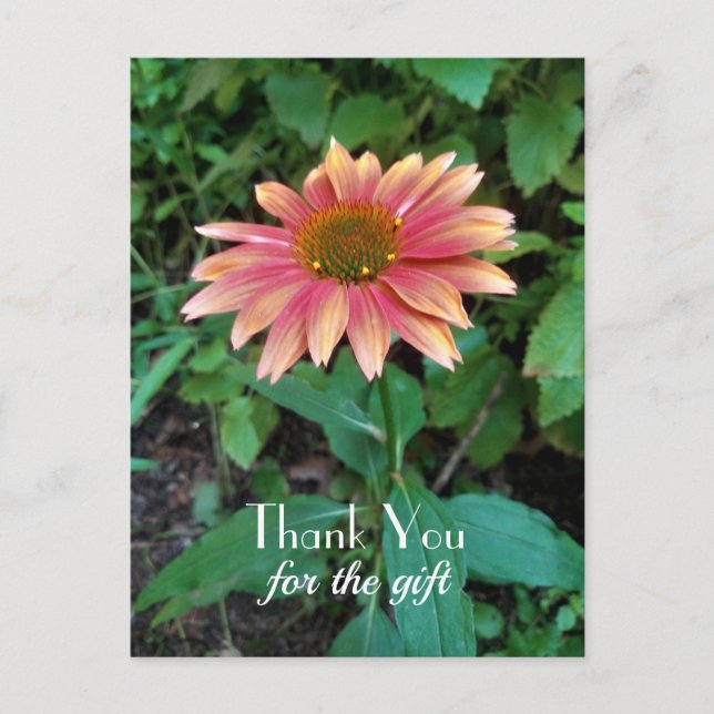 Carte Postale Merci photo rose Zinnia avec un accueil (Devant)