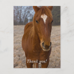 Carte postale Merci Pose de Cheval
