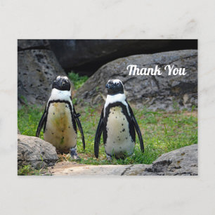 Carte Postale Merci pour la photo du couple de manchots sauvages