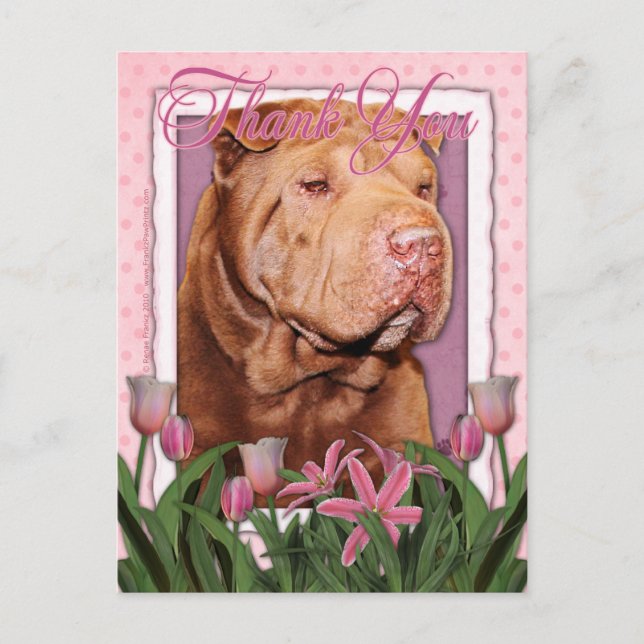 Carte Postale Merci - Shar Pei - Lucky (Devant)