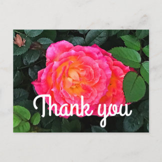 Carte postale Merci Tiddly Winks Rose #1 