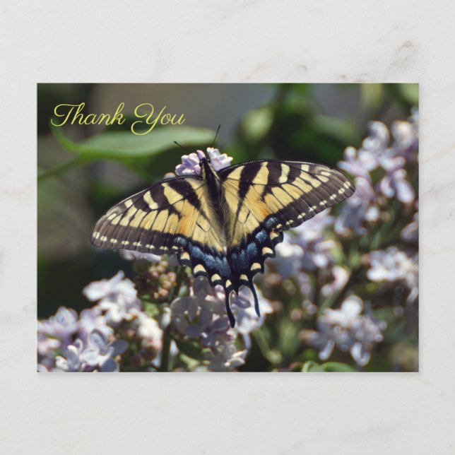 Carte postale Merci Tiger Swallowtail (Devant)