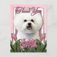 Merci - Tulipes roses - Bichon Frise