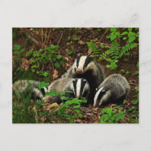 Carte Postale Mère avec le blaireau du bébé