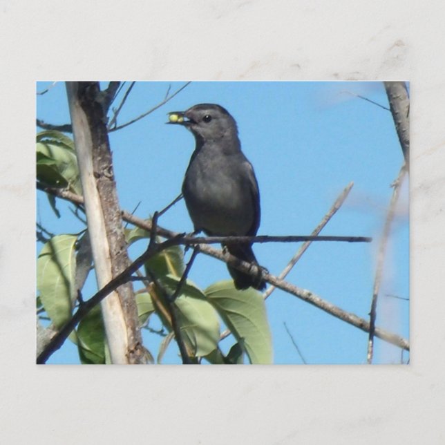 Carte Postale Mère Catbird collecte des baies à son alimentation (Devant)